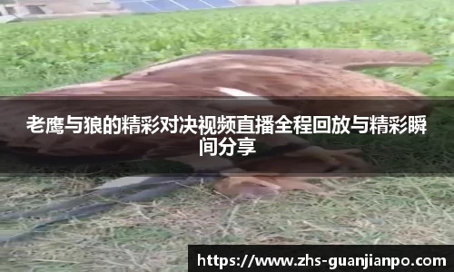 老鹰与狼的精彩对决视频直播全程回放与精彩瞬间分享